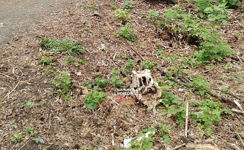 Черепа лошадей нашли в парке Дзержинска Черепа лошадей нашли в парке Дзержинска