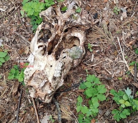 Черепа лошадей нашли в парке Дзержинска Черепа лошадей нашли в парке Дзержинска