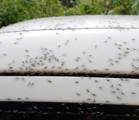 Жители Дзержинска жалуются на нашествие зеленых мошек Жители Дзержинска жалуются на нашествие зеленых мошек