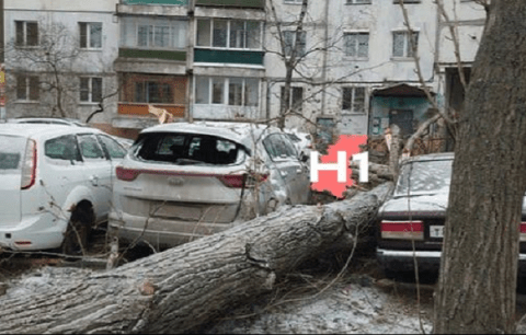 Упавшее дерево повредило пять автомобилей в Нижнем Новгороде Упавшее дерево повредило пять автомобилей в Нижнем Новгороде