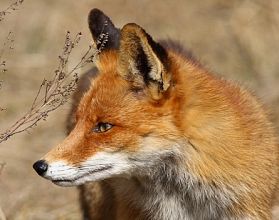 Канадская семья в Нижегородской области за ночь лишилась 30 цыплят из-за лисы
Канадская семья в Нижегородской области за ночь лишилась 30 цыплят из-за лисы