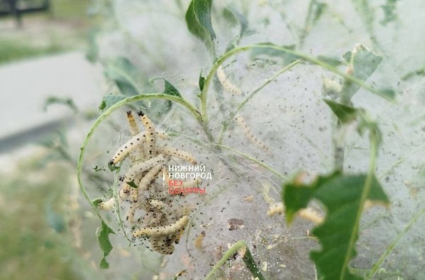 Поедающих деревья жутких гусениц заметили в Дзержинске Поедающих деревья жутких гусениц заметили в Дзержинске