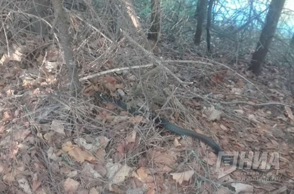 Змеи атакуют детей в Нижегородской области Змеи атакуют детей в Нижегородской области