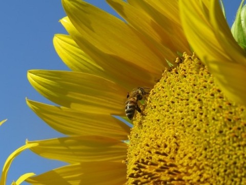 Гидрометцентр опубликовал прогноз погоды на июль в Нижегородской области Гидрометцентр опубликовал прогноз погоды на июль в Нижегородской области