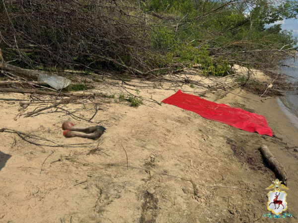 Уголовным делом закончилась охота на лося для нижегородского пенсионера