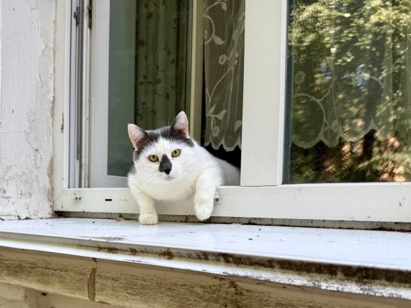 Асфальтовое покрытие более 70 дворовых территорий отремонтируют в этом году в Автозаводском районе Асфальтовое покрытие более 70 дворовых территорий отремонтируют в этом году в Автозаводском районе