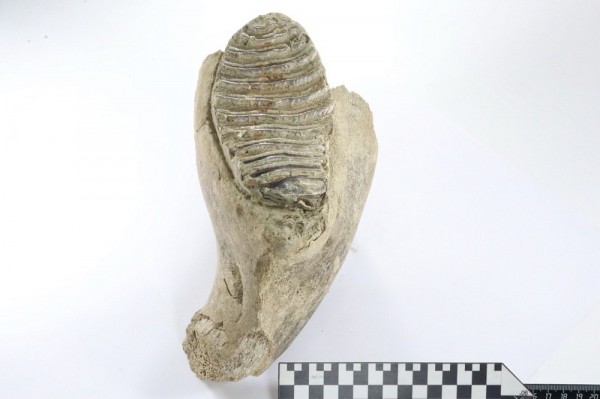 Зуб молодого мамонта найден при раскопках в центре Нижнего Новгорода Зуб молодого мамонта найден при раскопках в центре Нижнего Новгорода