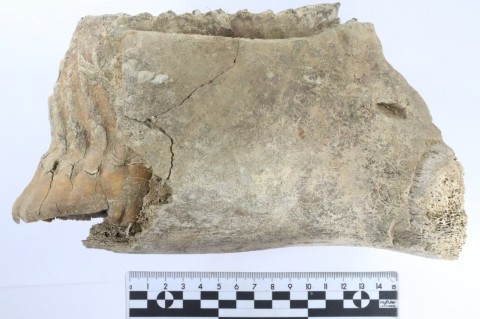 Зуб молодого мамонта найден при раскопках в центре Нижнего Новгорода Зуб молодого мамонта найден при раскопках в центре Нижнего Новгорода