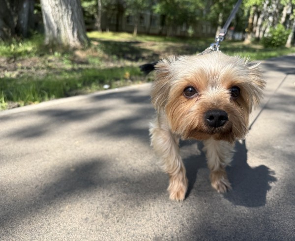 Тротуар по ул. Веденяпина отремонтировали после встречи автозаводцев с мэром Юрием Шалабаевым