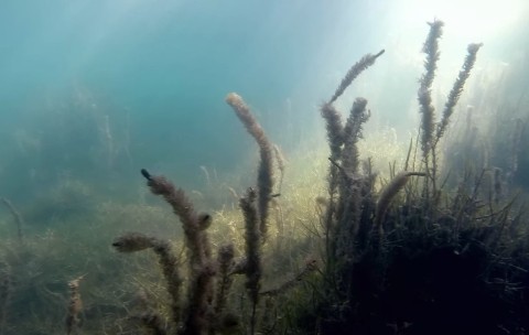 Подводные пещеры и старинный мост обнаружили на дне озера Тосканка Подводные пещеры и старинный мост обнаружили на дне озера Тосканка