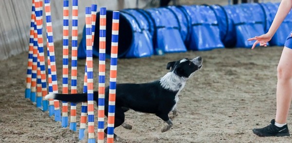 Фестиваль собак без породы «Для дружбы не важна порода» пройдет в городском зооцентре «Надежда» 21 сентября Фестиваль собак без породы «Для дружбы не важна порода» пройдет в городском зооцентре «Надежда» 21 сентября