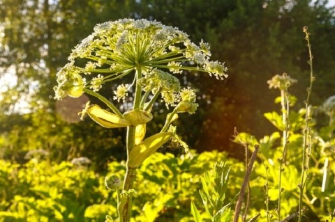Траты на борьбу с борщевиком могут увеличить в Нижегородской области Траты на борьбу с борщевиком могут увеличить в Нижегородской области
