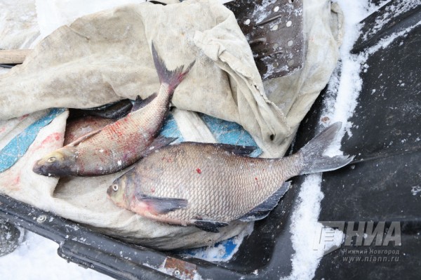 Двух браконьеров осудят в Дзержинске за незаконный вылов рыбы Двух браконьеров осудят в Дзержинске за незаконный вылов рыбы