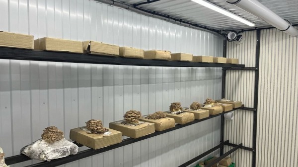 1 млн рублей выиграли студенты НГАТУ на «Mushroom Module» 1 млн рублей выиграли студенты НГАТУ на «Mushroom Module»