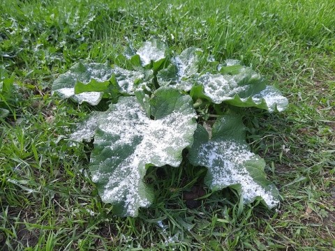 Первые морозы придут в Нижний Новгород на неделе с 8 декабря Первые морозы придут в Нижний Новгород на неделе с 8 декабря