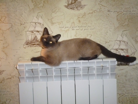 Стало известно, когда начнется пуск тепла в Нижегородской области Стало известно, когда начнется пуск тепла в Нижегородской области