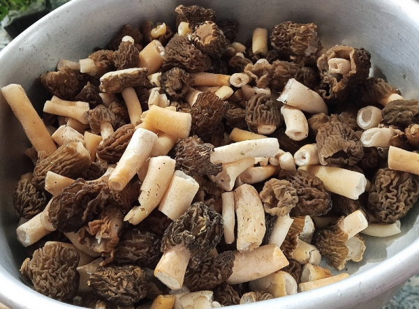 Нижегородцы раскрыли самые грибные места Нижегородцы раскрыли самые грибные места