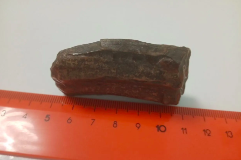 12 млн рублей хотят за зуб динозавра в Нижнем Новгороде 12 млн рублей хотят за зуб динозавра в Нижнем Новгороде