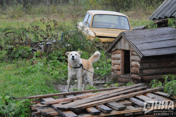 Сосновки да Малиновки: почему в Нижегородской области десятки одноименных деревень