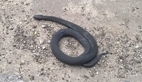 8 человек пострадали от укусов змей в Нижегородской области 8 человек пострадали от укусов змей в Нижегородской области