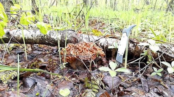 Нижегородцы раскрыли самые грибные места Нижегородцы раскрыли самые грибные места