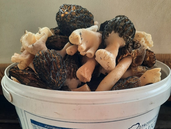 Нижегородцы раскрыли самые грибные места Нижегородцы раскрыли самые грибные места