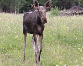 Нижегородского браконьера отдадут под суд за убийство лося и беременной самки Нижегородского браконьера отдадут под суд за убийство лося и беременной самки