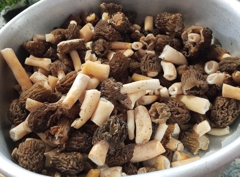 Нижегородцы раскрыли самые грибные места Нижегородцы раскрыли самые грибные места