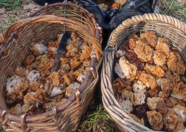 Нижегородцы раскрыли самые грибные места Нижегородцы раскрыли самые грибные места