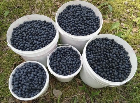 Нижегородцы вёдрами собирают чернику в лесах Нижегородцы вёдрами собирают чернику в лесах