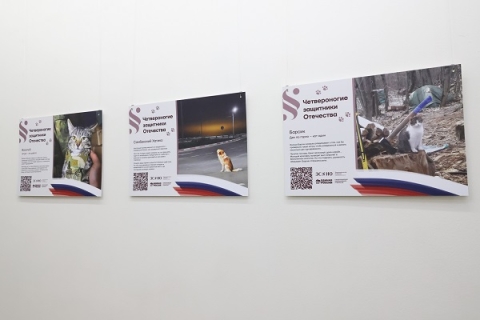 Нижегородское ЗСНО представило фотовыставку четвероногих помощников бойцов СВО Нижегородское ЗСНО представило фотовыставку четвероногих помощников бойцов СВО